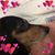 Barb Dudon's profile image