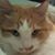 Ann Cantoni Reeves's profile image