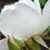 Sylvia Elaine Linser's profile image