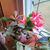 Roberta Capron O'Neill's profile image