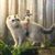 Alison Tong's profile image