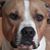 Brandy Jankowiak's profile image