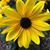 Sue Ratliff's profile image
