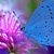 Butterfy Cheryl Harry's profile image