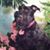 Nancy Pershing's profile image