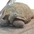 Laura Genther Moore's profile image