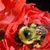 Amie M. Rossetti's profile image