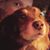 Wally Wallace's profile image