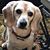 Denise Abadie Preuss's profile image