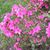 Sharon Jepson's profile image