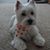 Debbie DeLuca Ryckewaert's profile image