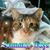 Peter Cammarano's profile image