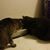 Chris Cates's profile image