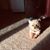 Laure A Hensley's profile image