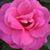 Angela Wall-Tracey's profile image