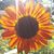 Angela Hendricks's profile image