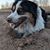 Goliath Borchik's profile image