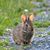 Laurie Lobbregt's profile image