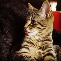 Serena Wood's profile image