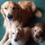 Sharon Sullivan Dieffenderfer's profile image