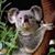 Yolanda B. Belinky's profile image