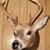 Kevin Correia Sr.'s profile image