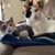 Sharon Longobardi Eginger's profile image