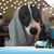 Sharonkay Schutjer's profile image