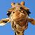 Pamela Percoco Fortman's profile image