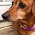 Linda Wales Callahan's profile image