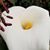 Gina Brindisi-Eso's profile image