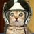 Stephen Gates's profile image