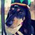 Jesse Sardinha's profile image