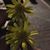 Sotijag Aznarepse's profile image