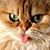 Althea Domani's profile image