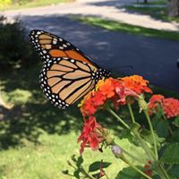 Karen Griffen Witschard's profile image