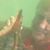 Misty Shepherd's profile image