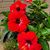 Carla Streck Perez's profile image