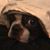 Frankie Bonze's profile image