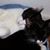 Pat Boschen's profile image
