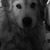 Susan Helm's profile image