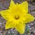 Sherron Lucile Ostrander's profile image