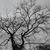 Susan Lynn Mathews Gaul's profile image
