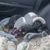 Amy Petrarca Quinlan's profile image