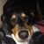 Dawn Gerlach-Womack's profile image