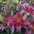 Judy K. Fogelsonger's profile image