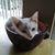 Darcy Peterson Richards's profile image