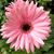 Michelle Carey's profile image
