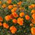 Linda Bumgarner's profile image