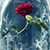 Silvarra Evony's profile image